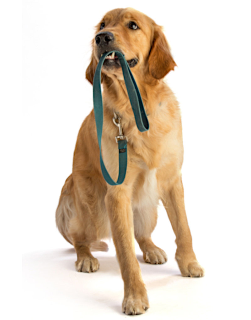 golden retriever with leash